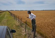 Elon Musk empieza a ofrecer internet satelital para celulares en América latina