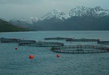 Tierra del Fuego modificó la ley que prohibía las salmoneras y flexibilizó su explotación